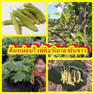 ภาพขนาดย่อของสินค้าหม่อน/มัลเบอรี่ ไวท์คิง (หิมาลยันขาว) หม่อนสีขาว ผลสุกสีขาว หวาน หอม ต้นพันธุ์เสียบยอดสูง 30-40 ซม.รับประกันพันธุ์แท้