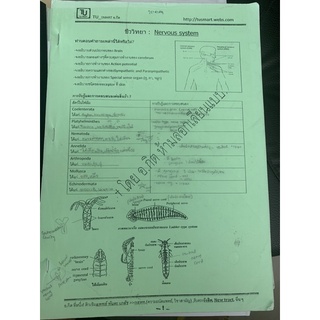 สรุปชีท ชีววิทยา Nervous System มือ 2 อ กิต TU Smart biology