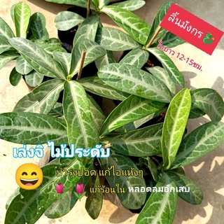 ภาพหน้าปกสินค้าต้นลิ้นมังกร เล่งจิ 🌿59฿ บำรุงปอด ที่เกี่ยวข้อง