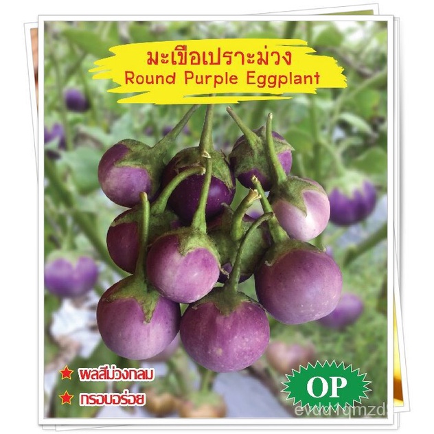 เมล็ดมะเขือเปราะม่วง-round-purple-eggplant-เมล็ดพันธุ์มะเขือเปราะ-เมล็ดมะเขือเปราะ-มะเขือเปราะม่วง-เมล็ดพันธุ์ผัก-ตราภูเ