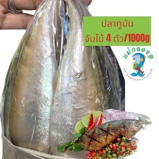 สินค้า แม่กลอง๑#ปลาทูมัน(เค็มน้อย)size🐟4ตัวโล#อร่อยกำลังดี#ปลอดสาร