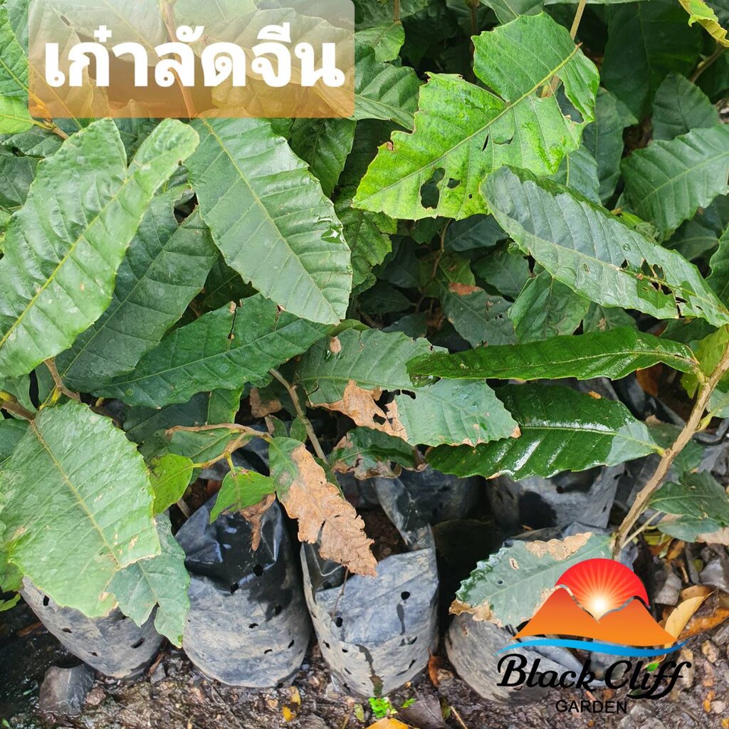 เก๋าลัดจีน-เก๋าลัด-blackcliffgarden-สวนผลไม้-ไม้ผล