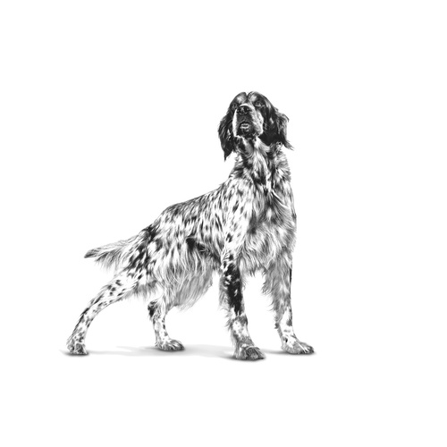 royal-canin-vet-dog-early-renal-2-kg-อาหารสุนัข-โรคไตระยะเริ่มต้น-สุนัขโต-อาหารเม็ด-1-ถุง