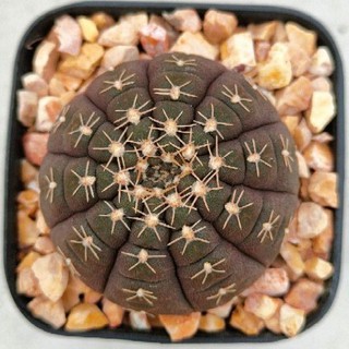 Cake Cactus Farm กระบองเพชร Gymnocalycium ragonesei ยิมโนจานบิน ผิวม่วงดำ ดอกขาว