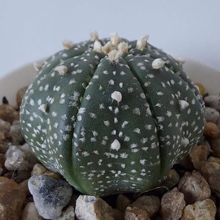 แอสโตรไฟตัม แอสทีเรียส Astrophytum asterias กระบองเพชร