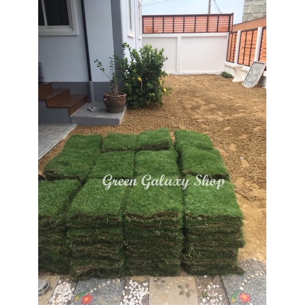 green-galaxy-new-store-โปรแรงๆ-หญ้าญี่ปุ่น-หญ้าสนาม-50x100cm-japanese-lawngrass-หญ้าสด-หญ้าจริงพร้อมปลูกจากไร่