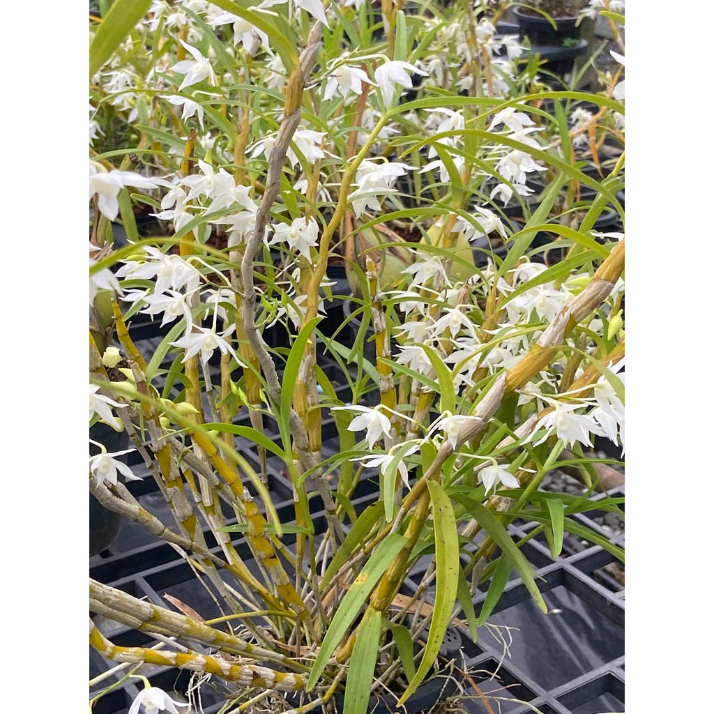 เอื้องดอกมะเขือเผือก-dendrobium-hercoglossum-alba-ดอกดกมาก-ติดดอก-กระถางใหญ่