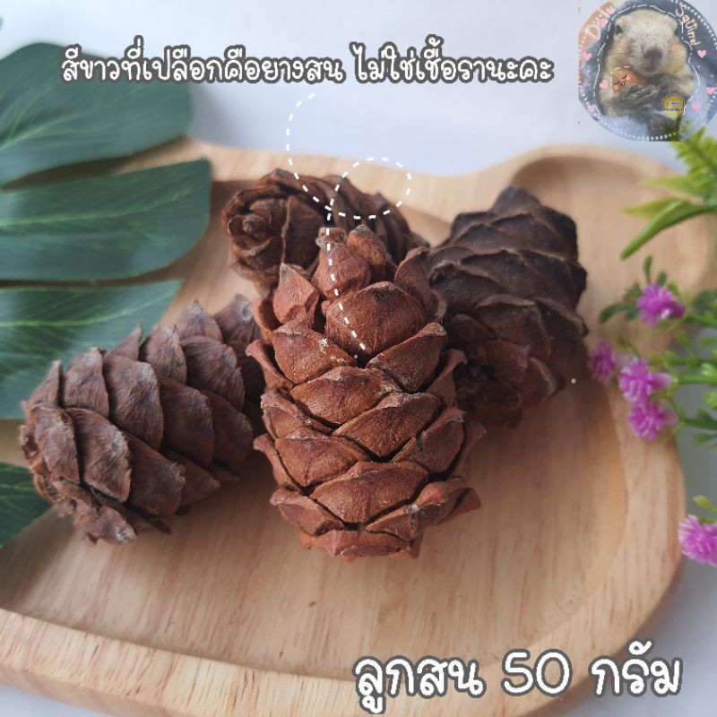 ลูกสน-pine-cone-50-กรัม-ลูกสนนำเข้า-แทะลับฟัน-ของแทะกระรอก-สำหรับ-สัตว์ฟันแทะ-กระรอก-นก-หนู