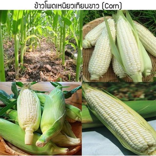 เมล็ดพันธุ์ ข้าวโพด ข้าวเหนียวขาว ขาวโพดเทียนขาว ข้าวโพดข้าวเหนียวสีขาว  [ 10 แถม 1 คละได้]