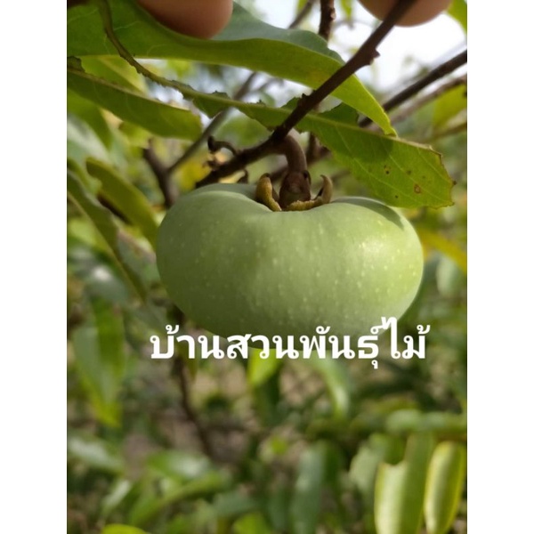 ต้นอินจัน-ต้นเสียบยอด-ต้นเตี้ย-ติดผลเร็ว