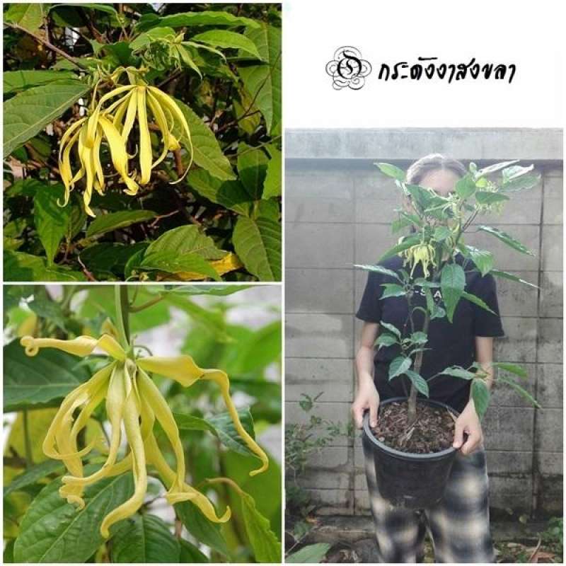 ต้นกระดังงา-สงขลา-ylang-ylang-ไม้มงคล-ไม้สารพัดประโยชน์-ไม้ประดับดูดสารพิษ-ช่วยดูดคาร์บอนไดออกไซด์