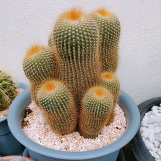 [ถูกสุด] Cactus กระบองทอง ฟอร์มกอ กระบองเพชร แคคตัส