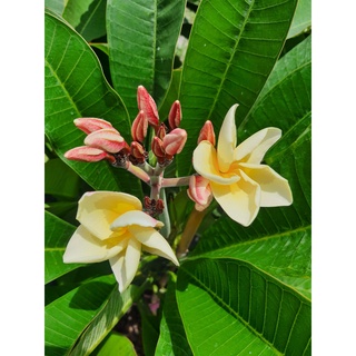 Plumeria ลีลาวดี สีเหลือง มูนไลด์เป็นลีลาวดีดอกสีเหลือง ช่อดอกดก ให้ดอกง่าย มีกลิ่นหอมแรง จัดส่งพร้อมกระถาง10นิ้ว