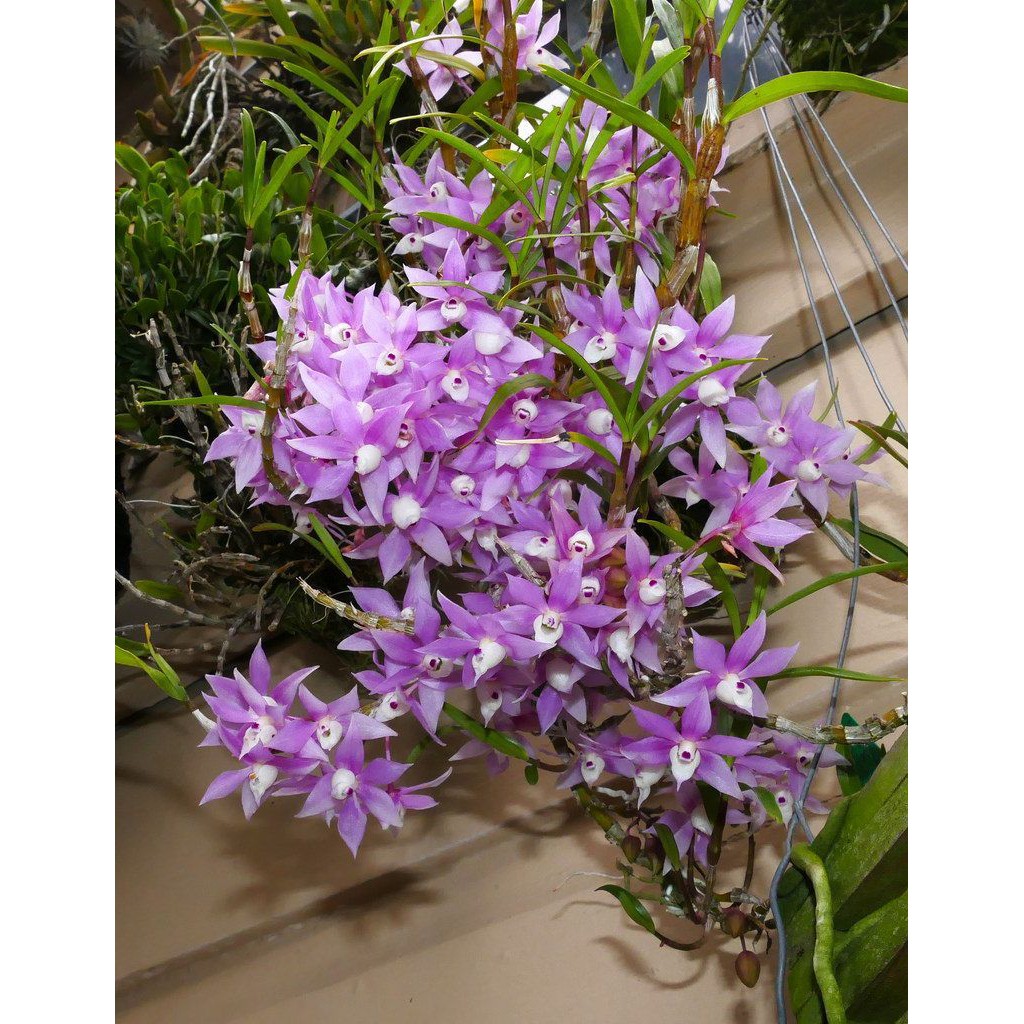 เอื้องดอกมะเขือ-dendrobium-hercoglossum-1-ต้น-ไม้ฟาร์ม-ติดดอก