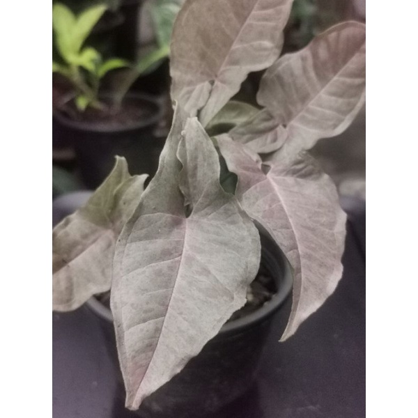 syngonium-pink-spot-จัดส่งทั้งกระถาง-ส่งสินค้าตรงตามภาพ