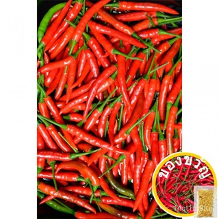 Siling Labuyo RED HOT PEPPER SEEDS (F1 Hybrid seeds)园艺/鲜花/内裤/帽子/生菜/木瓜/seeds/香菜/上衣/花园/ U3A9