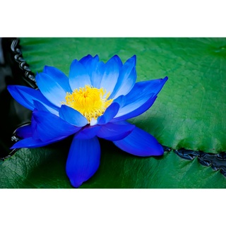 สินค้า 2 เมล็ด เมล็ดบัว สีน้ำเงิน ดอกใหญ่ นำเข้า บัวนอก สายพันธุ์เมล็ดบัว Lotus seeds
