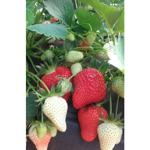 ภาพสินค้าเมล็ดพันธุ์ สตรอว์เบอร์รี่ ไจแอนท์ 10 เมล็ด Strawberry Giant Seeds เมล็ดพันธุ์แท้นำเขข้าจากต่างประเทศ จากร้าน moon_seeds บน Shopee ภาพที่ 1