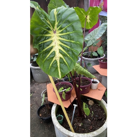 บอนไวท์ลาวา-colocasia-white-lava