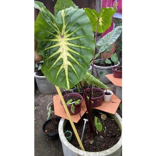 🪴บอนไวท์ลาวา (colocasia white lava)