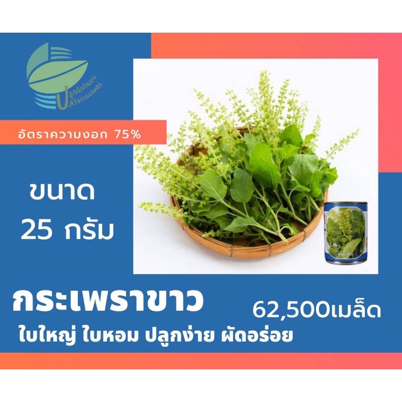 เมล็ดกะเพรา-2-ชนิด-ชนิดละ-62-500-เมล็ด-25g-กะเพราขาว-กะเพราแดง