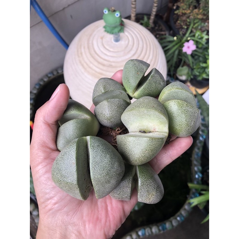 Pleiospilos nelii ไลทอปเนลลี่สีเขียว ขนาด4.5 - 7 cm++ | Shopee Thailand
