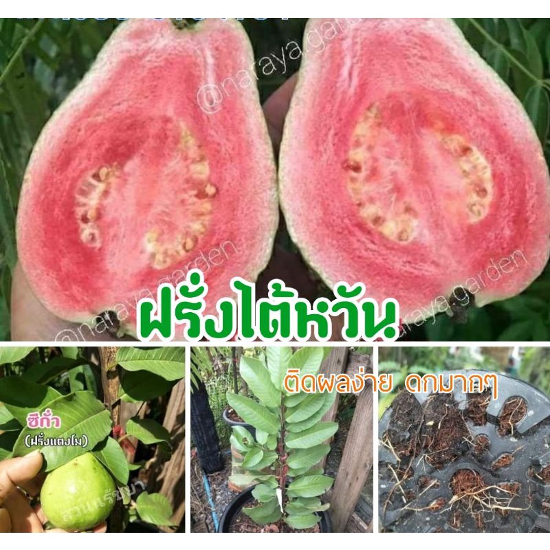 ฝรั่งไต้หวัน-ซีกั่ว-ฝรั่งแตงโม-หอมหวาน-ติดผลง่ายมาก