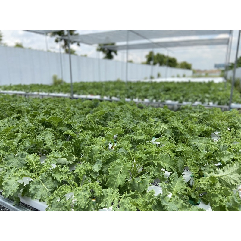 ภาพหน้าปกสินค้าผักคะน้าเคล ใบหยิก (Hydroponic Kale) ตัดสด ปลอดสารพิษ ได้รับมาตรฐาน GAP จากร้าน pomee_farm บน Shopee