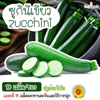 เมล็ดพันธุ์ซูกินีเขียว 10 เมล็ด อัตราการงอก95% ปลูกง่าย โตไว (แถมฟรี เมล็ดผักทุกออเดอร์)