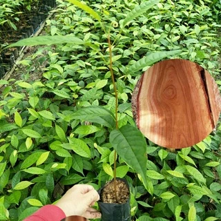 ต้นมะฮอกกานี🌳ไม้เศรษฐกิจ ทำเฟอร์นิเจอร์ สวยงาม ทนทาน โตเร็ว