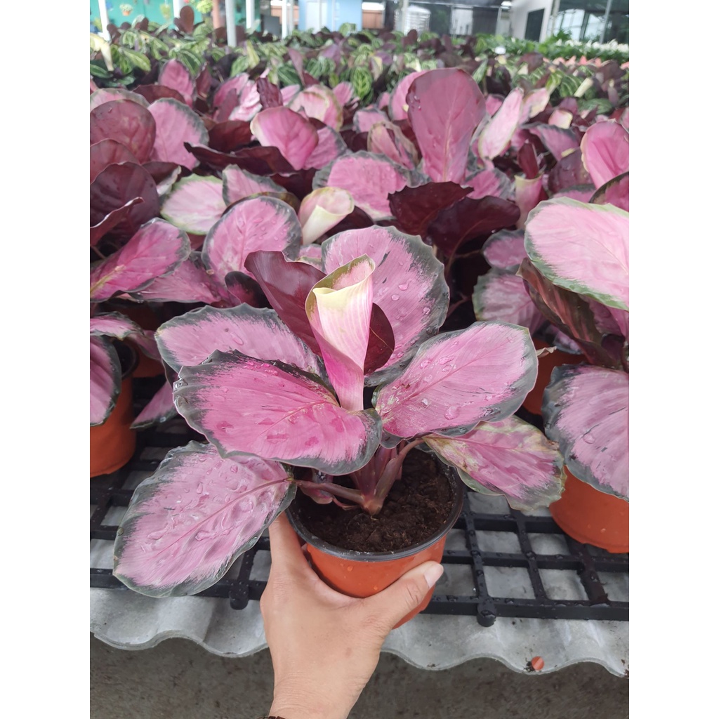 ต้น-คริมสัน-calathea-crimson-คล้ามีใบสีชมพู-กระถาง-5-นิ้ว-ไม้ฟอกอากาศ