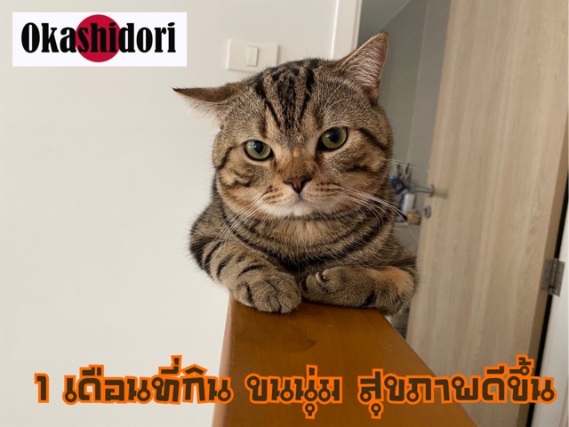 เเบ่งขาย-1-kg-royal-canin-fit-32-สูตร-indoor-amp-baby-cat-อาหารแมวแบบเม็ด-สำหรับแมวโตรูปร่างดี-อายุ-1-ปีขึ้นไป