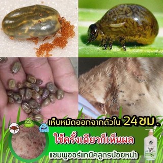 ภาพขนาดย่อของภาพหน้าปกสินค้าแชมพูกำจัดเห็บหมัดสุนัข สูตรน้อยหน่า ขนาด250ml จากร้าน organic_nano บน Shopee