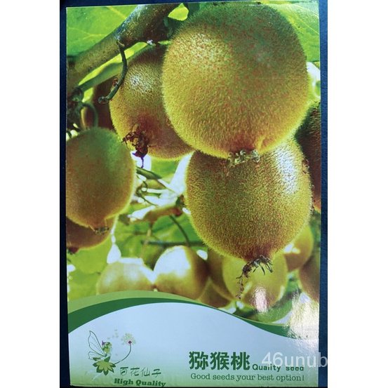 เมล็ด-ขายดี-เมล็ดพันธุ์-กีวี-สีเขียว-kiwi-seed-บรรจุ-20-เมล็ด-ขายดี-พันธุ์-อินทรีย์-i7lh