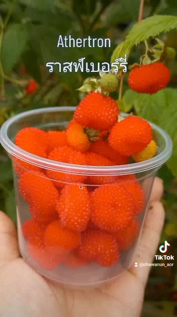 2แถม1-เมล็ดพันธ์atherton-rasberryปลูกได้ผลดีในเมืองไทยราสเบอร์รี่ผลสวยสีหวานรสชาติอร่อยปลูกและคัดเมล็ดพันธ์ที่ประเทศไทย