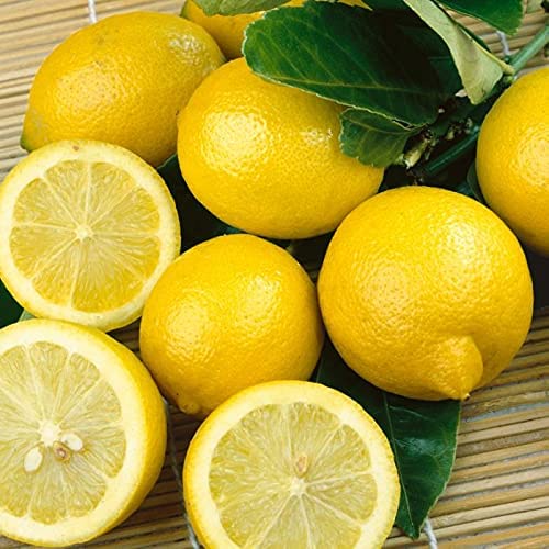 ต้นมะนาว สายพันธุ์ เลม่อน ลิสบอน Lisbon Lemon แท้ 100% (ตอนกิ่ง) ลูกใ ...