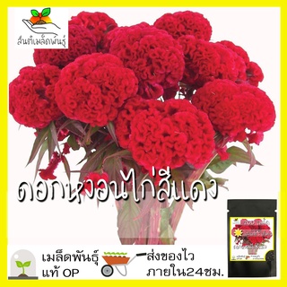 ภาพหน้าปกสินค้าเมล็ดพันธุ์ ดอกหงอนไก่ฝรั่ง สีแดง หงอนไก่ 200 เมล็ด  Red Cockscomb Seed เมล็ดพันธุ์แท้ นำเข้าจากต่างประเทศ100% ดอกไม้ ดี ที่เกี่ยวข้อง