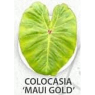 Colocasia mui Gold 💥💥ไม้หายากมากนะคะ💥💥ตัดใบส่ง