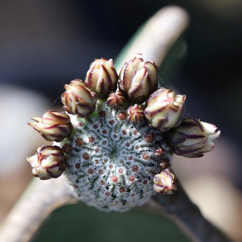 เทอบิเปค-turbinicarpus-pseudopectinatus