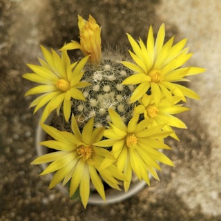 Mammillaria Baumii Cristata แมมบูมิไอ บูมิอาย คริสตาต้า **ขั้นต่ำ50฿คละได้ทั้งร้าน**ดอกเหลือง กระถาง 2" ส่งทั้งกระถาง