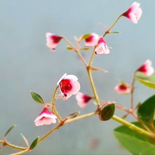 ราคาซากุระทะเลทราย (ยูโฟเบีย) 🌸 มักออกดอกช่วงฤดูหนาว