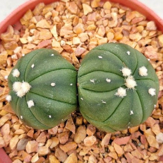 cake-cactus-farm-กระบองเพชร-astrophytum-asterias-nudum-kikko-twin-แอสโตรไฟตัม-แอสทีเรีย-นูดัม-กิ๊กโก๊ะ-แฝด-ดอทฟู