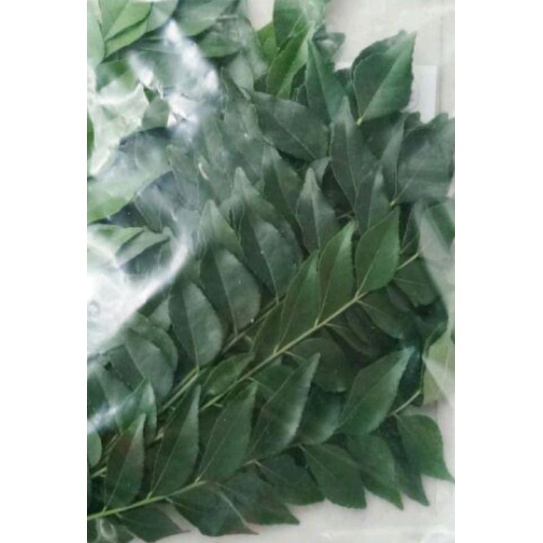 ขาย-ใบกระหรี่-ใบหอมแขก-curry-leaf-สดใหม่เขียวสวย