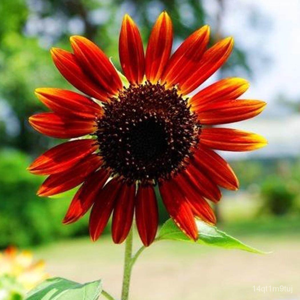 50-pcs-helianthus-red-sunflower-seeds-red-sun-fortune-bloom-flower-seeds-vegetable-live-plants-air-plant-seed-benih-poko