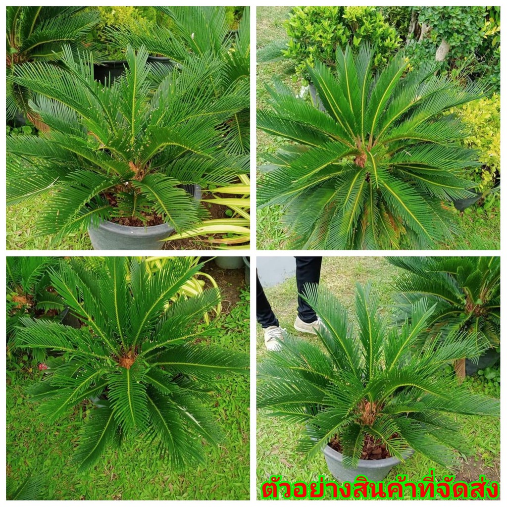 (ขาย ต้นพันธุ์) ต้นปรงญี่ปุ่น ต้น ปรงญี่ปุ่น ปรง ปลง วิทย์ | Shopee ...