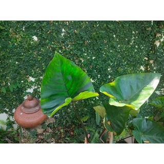 Colocasia Coffee Cup) บอนคอฟฟี่คัพ สูง 30 - 50 cm  กระถาง 4 นิ้ว ส่งต้นไม้พร้อมกระถาง