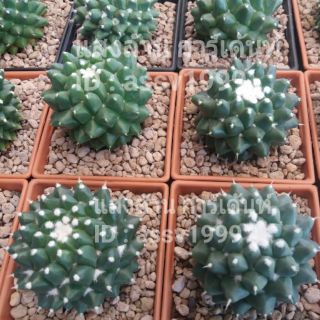 สินค้า แมมอิรุซามุ mammillaria bucareliensis cv. erusamu