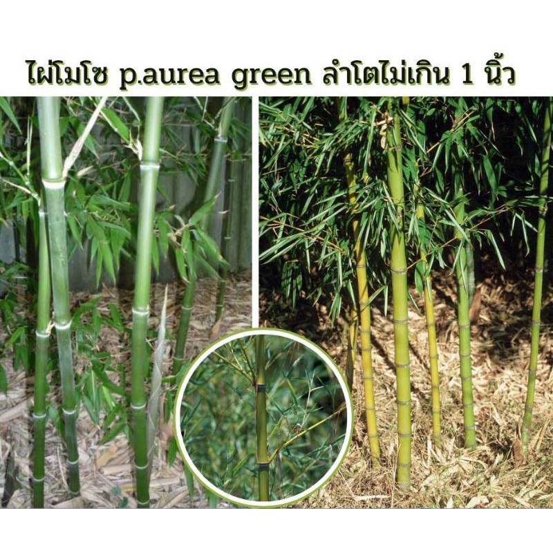 ไผ่โมโซเขียว-phyllostachys-aurea-green-ไผ่ประดับ-ไผ่สวยงาม