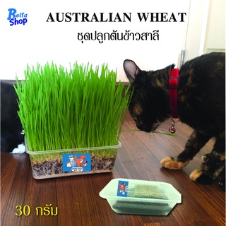 เมล็ดข้าวสาลี ออร์แกนิค ข้าวสาลีออสเตรเลีย  อัตราการงอกสูง ขนาด 30กรัม เกรดนำเข้า ราคาถูก Australian Wheat หญ้าแมว