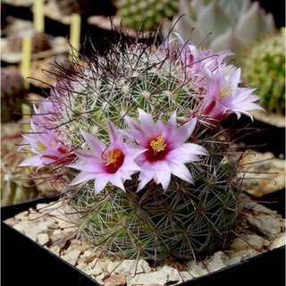 หนามตะขอแดง แมมมิลาเรีย แคคตัส (cactus) แคลตัสสวยๆ แคลตัสจิ๋ว